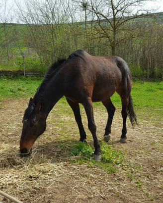 Cavallo maremmano