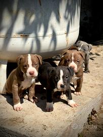 Cuccioli American Pitbull - pronti 27 aprile