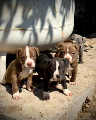 Cuccioli American Pitbull - pronti 27 aprile