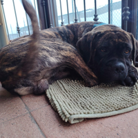 Cane Corso