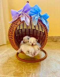 Cuccioli di Ragdoll