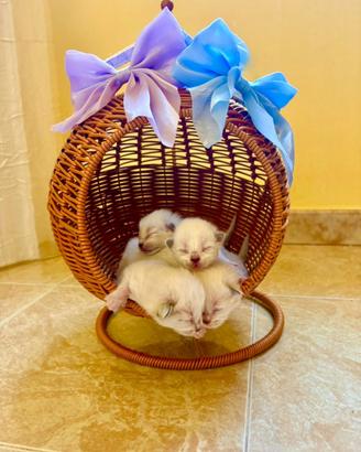Cuccioli di Ragdoll