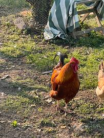 Gallo maturo 3 anni
