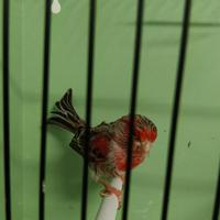 Canarino maschio Agata Rosso mosaico