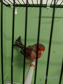 Canarino maschio Agata Rosso mosaico