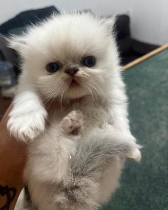 Gatto persiano