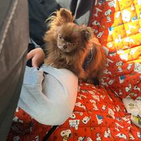 Disponibile per accoppiamento