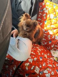 Disponibile per accoppiamento