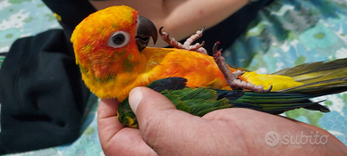 Coppia Conuro del sole domestici a Roma