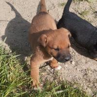 Cuccioli meticci 2 maschi e 1 femmina