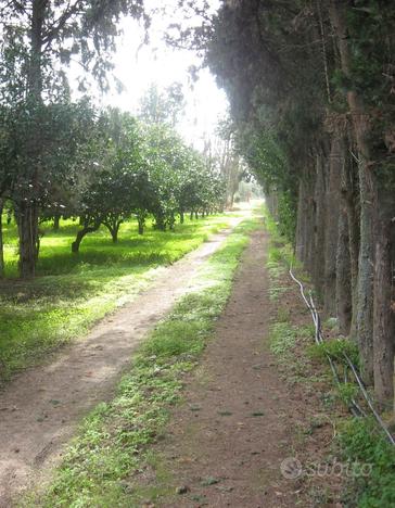 Monastir. Terreno agricolo con agrumeto