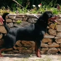 Rottweiler femmina