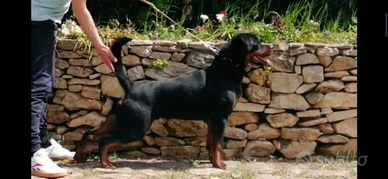 Rottweiler femmina