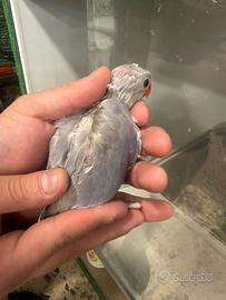 Parrocchetto dal collare