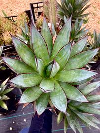 Pianta grassa cactus agave yucca cycas