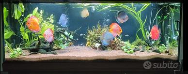 Acquario Juwel Rio 500