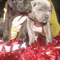 Ultima cucciola di cane corso con pedigree