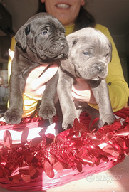 Ultima cucciola di cane corso con pedigree