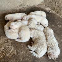 Cuccioli pastore maremmano abruzzese
