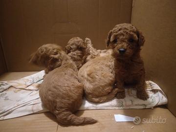 Barboncino Toy rosso