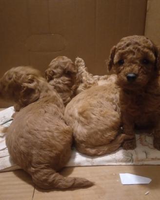 Barboncino Toy rosso