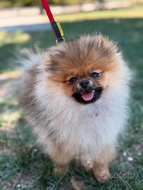 Spitz tedesco nano di Pomerania