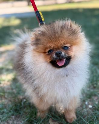 Spitz tedesco nano di Pomerania