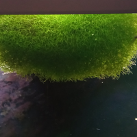 Riccia fluitans acquario