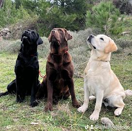 Labrador retriever