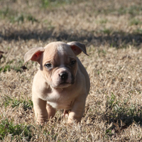 Cuccioli American Bully Pocket -Amstaff