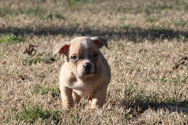 Cuccioli American Bully Pocket -Amstaff