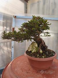 azalea satsuki pre bonsai 