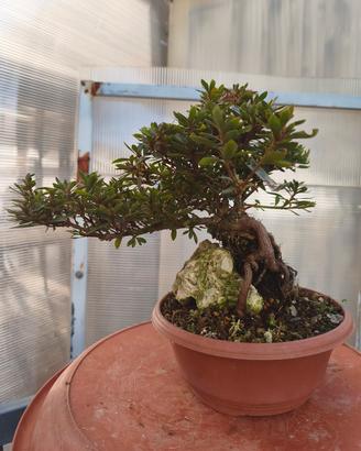 azalea satsuki pre bonsai 
