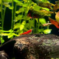 Gamberetti caridine red cherry