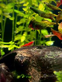 Gamberetti caridine red cherry