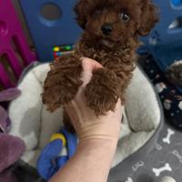 Cucciolo Barboncino Toy