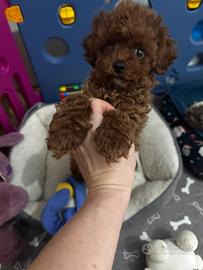 Cucciolo Barboncino Toy