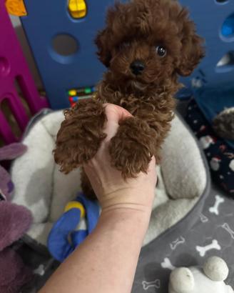 Cucciolo Barboncino Toy