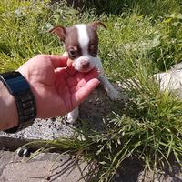 Chihuahua mini toy femmina