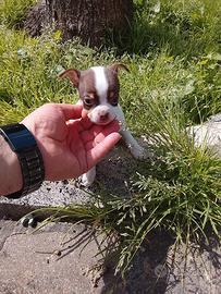 Chihuahua mini toy femmina