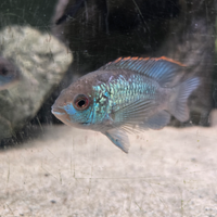 Andinoacara pulcher blue neon