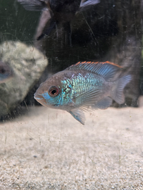 Andinoacara pulcher blue neon