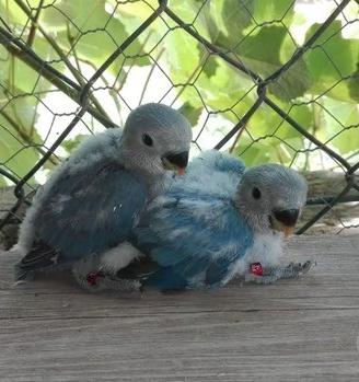 Pappagalli Inseparabili DA IMBECCO