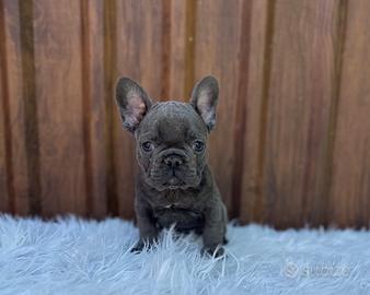 Bulldog francesi cuccioli esotici