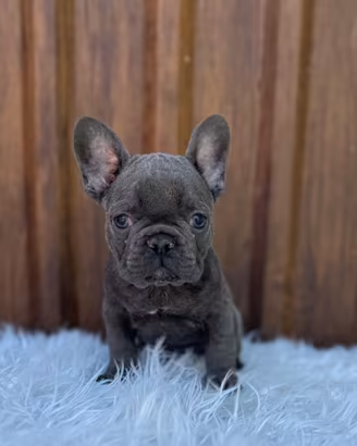 Bulldog francesi cuccioli esotici