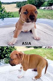 Cuccioli Amstaff