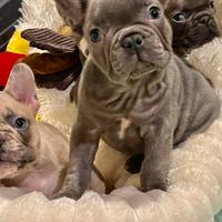 Bulldog francesi Blu