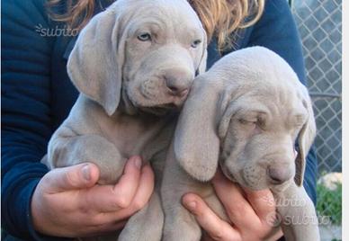 Cuccioli di Weimaraner