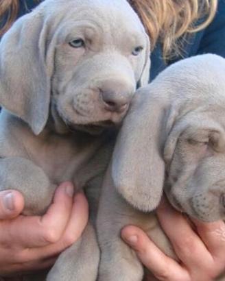 Cuccioli di Weimaraner