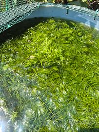Ceratophyllum per acquario – 1 porzione